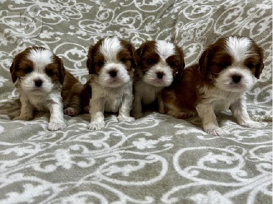 King Charles Cavalier Spaniel